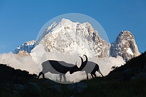 Capricorn Alpine Ibex Capra ibex Mountain Swiss Alps Mountain alps goats on rock on top of the hill silhouette