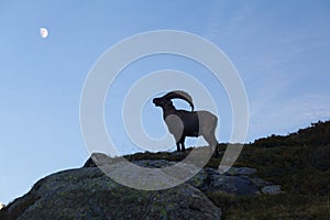 Capricorn Alpine Ibex Capra ibex Mountain Swiss Alps Mountain alps goats on rock on top of the hill silhouette