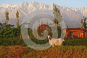 Capricorn Aries Mountain Goat in Indian Himalayas photo