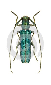 Capricorn beetle Agapanthia violacea