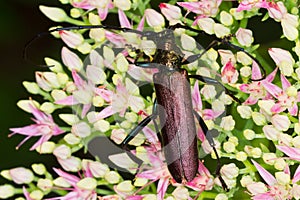 Capricorn beetle / Aromia moschata
