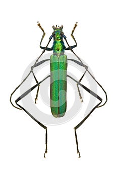Capricorn beetle Chloridolum viride