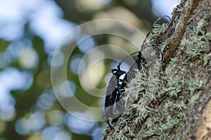 Capricorn beetle copulation