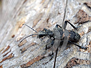 Capricorn beetle with the Latin name is Cerambycidae, wood pest, macro photo