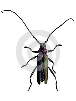 Capricorn beetle macro - big colorful beetle with long antennas isolated on white background - Cerambycidae family photo