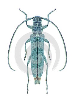 Capricorn beetle Opsilia coerulescens