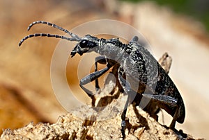 Capricorn beetle Rhagium inquisitor rugipenne