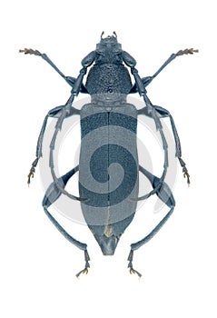 Capricorn beetle Ropalopus clavipes