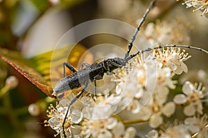 A capricorn beetle sitting on a white flower