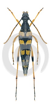 Capricorn beetle Strangalia attenuata