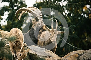 Capricorn family on rocks in nature. Big horn in mammal. Ungulates climbing