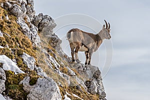 Capricorn in the Julian Alps