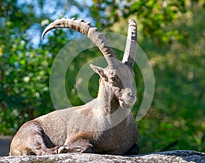 Capricorn lying on a rock