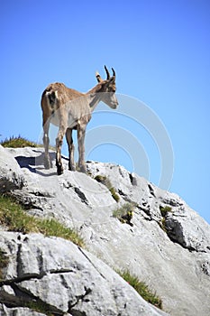 Capricorn is standing on the rock