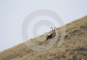 Capricorn stands on a grassy mountain slope