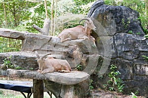 The caprine kept in the zoo in Lampung, Indonesia