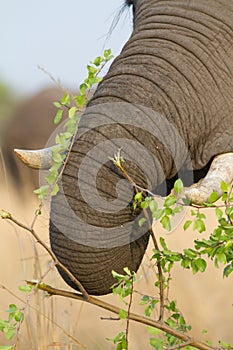 Caprivi elephant trunk