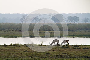 Caprivi impalas photo