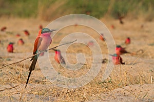 Caprivi perching bee-eater photo