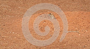 Caprock Canyons State Park, Texas