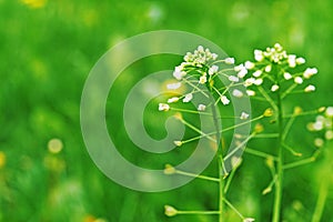 Capsella bursa-pastoris