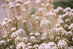 Capsella bursa-pastoris blooming in the meadow