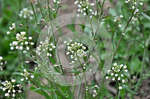 Capsella bursa-pastoris blooms in nature