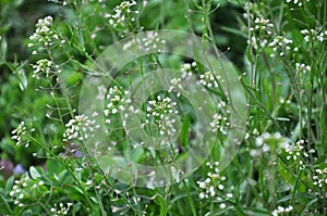 Capsella bursa-pastoris blooms in nature