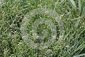 Capsella bursa-pastoris blooms in nature