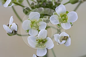 Capsella bursa-pastoris flower with filaments and pollen close-up