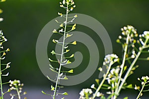 Capsella bursa-pastoris grow in nature