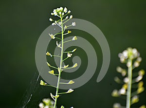 Capsella bursa-pastoris grow in nature