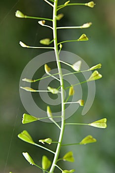 Capsella bursa-pastoris grow in nature