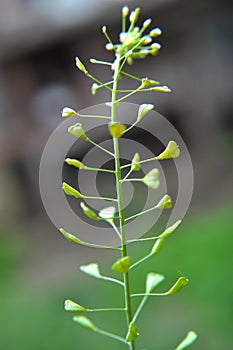 Capsella bursa-pastoris grow in nature