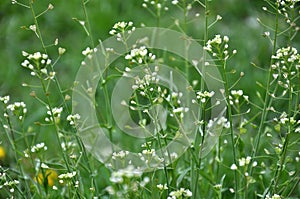 Capsella bursa-pastoris grow in nature