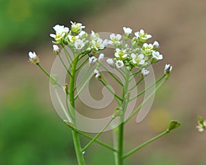 Capsella bursa-pastoris grow in natureoo