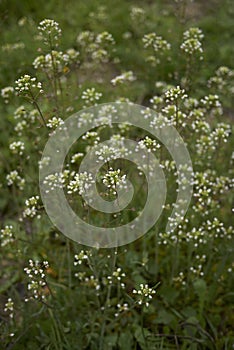 Capsella bursa pastoris herb