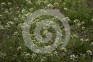 Capsella bursa pastoris herb