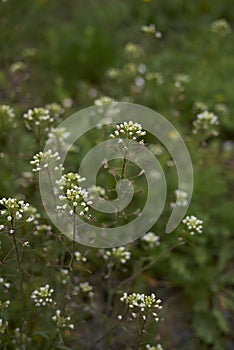 Capsella bursa pastoris herb