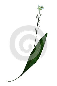 Capsella bursa-pastoris in herbarium