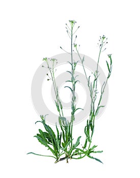 Capsella bursa-pastoris isolated on white background.