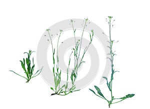 Capsella bursa-pastoris isolated on white background.