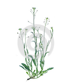 Capsella bursa-pastoris isolated on white background.