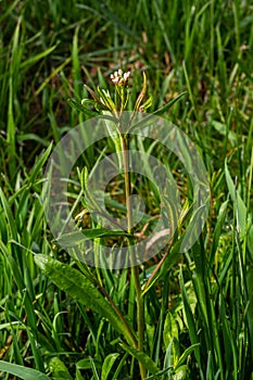 Capsella bursa-pastoris, known as shepherd\'s bag. Widespread and common weed in agricultural and garden crops. .