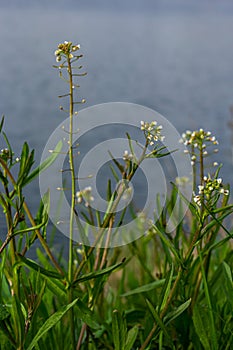 Capsella bursa-pastoris, known as shepherd\'s bag. Widespread and common weed in agricultural and garden crops.