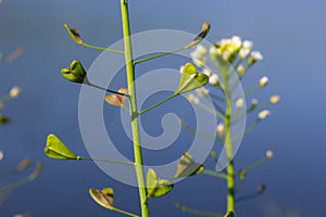 Capsella bursa-pastoris, known as shepherd\'s bag. Widespread and common weed in agricultural and garden crops. .