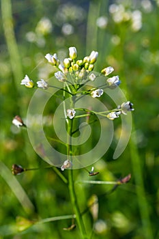 Capsella bursa-pastoris, known as shepherd\'s bag. Widespread and common weed in agricultural and garden crops. .