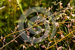 Capsella bursa-pastoris, known as shepherd\'s bag. Widespread and common weed in agricultural and garden crops..