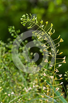 Capsella bursa-pastoris, known as shepherd\'s bag. Widespread and common weed in agricultural and garden crops.