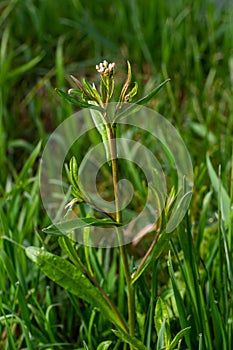 Capsella bursa-pastoris, known as shepherd\'s bag. Widespread and common weed in agricultural and garden crops.